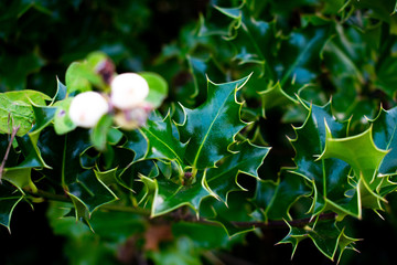 Close -up of holly leaves on a holly berry bush.