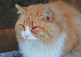 Naklejka na ściany i meble Fluffy ginger cat on the porch in winter.