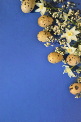 Easter concept. Quail eggs on a blue background. Flowers spring daffodils.