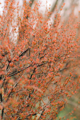little young orange leaves on branches of shrub in the spring. natural background