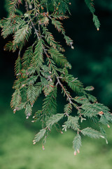 young green spruce branches with small cones, natural background