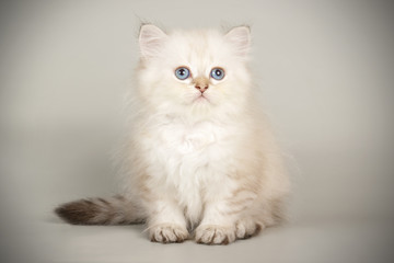 Obraz na płótnie Canvas Scottish straight longhair cat on colored backgrounds