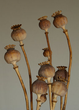 flor seca de amapola blanca decoraci&oacute;n de interiores