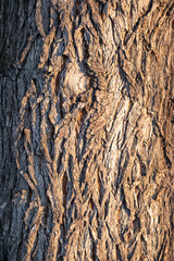 Obraz premium Texture of embossed bark of an old maple