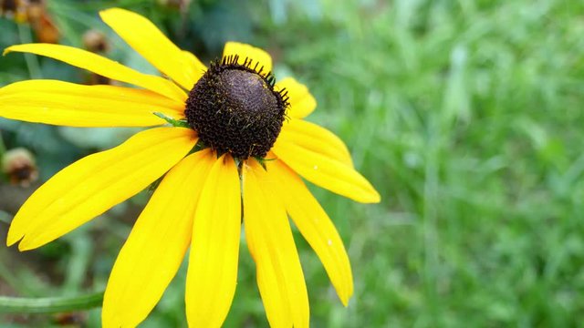 Footage of a bee collecting polen from a yellow flower...