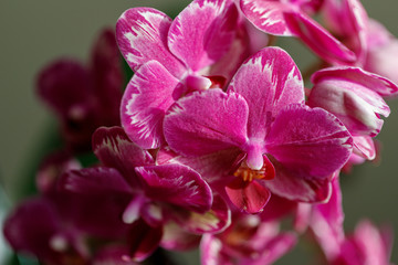 Fototapeta na wymiar Rare pink orchid phalaenopsis flower with dark purple splashes on the edge of the petals. Selective focus. Home flowers