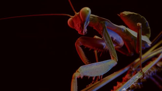 Macro shot of a praying mantis in the dark, 4k studio shot with color rgb leds