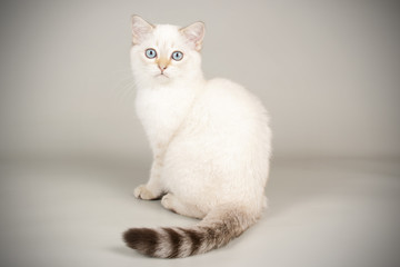 Scottish straight shorthair cat on colored backgrounds