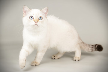Scottish straight shorthair cat on colored backgrounds