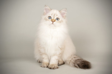 Fototapeta premium Scottish straight longhair cat on colored backgrounds