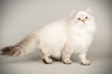Scottish straight longhair cat on colored backgrounds
