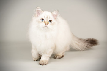 Scottish straight longhair cat on colored backgrounds