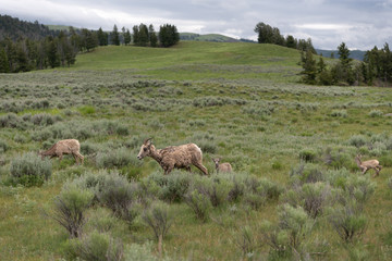 Familly of Bighorn Sheep Run Across Field