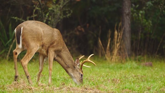 American Whitetail deer buck in November