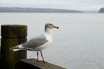 Gull