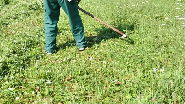 Footage of a farmer hand mowing the grass on a field with a scythe...