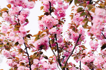 Fototapeta premium beautiful pink cherry blossoms on tree branches during flowering in the Botanical garden
