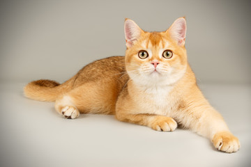 Scottish straight shorthair cat on colored backgrounds