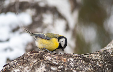 Cute bird Great tit, songbird sitting on the branch with blurred autumn or winter background