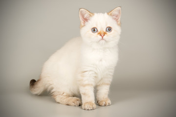 Scottish straight shorthair cat on colored backgrounds