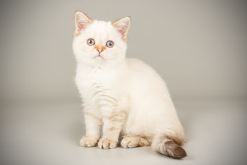 Scottish straight shorthair cat on colored backgrounds