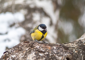 Cute bird Great tit, songbird sitting on the branch with blurred autumn or winter background