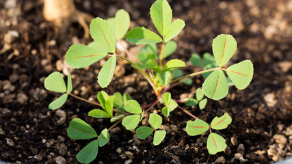 Oxalis plant closeup  