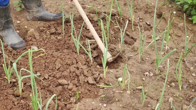 Footage of a farmer hoeing the earth and taking care of spring onions