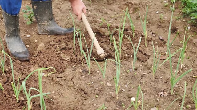 Footage of a farmer hoeing the earth and taking care of spring onions