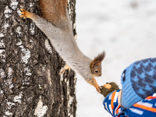 Fototapeta premium A little child in winter feeds a squirrel with a nut.