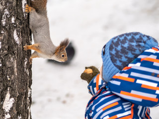 A little child in winter feeds a squirrel with a nut.