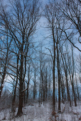 Tree trunks in a winter forest against a blue sky.