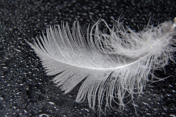 Feather on black mirrow background with a drops of water/ Top view / Copy space for text.