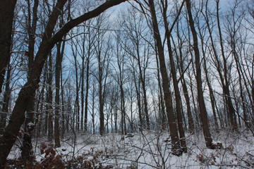 Tree trunks in a winter forest against a blue sky.