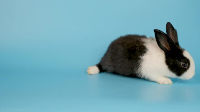 Little black and white bunny rabbit stay then go out of frame on blue screen background.