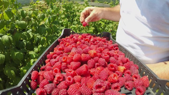 Footage of a farmer picking up raspberries and puts them into a crate