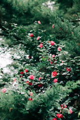 beautiful Chinese rose flowers on the branches of shrubs in the spring in the Botanical garden