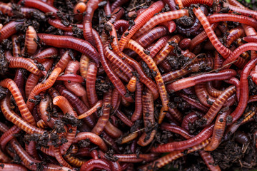 Many living earthworms for fishing in the soil, background