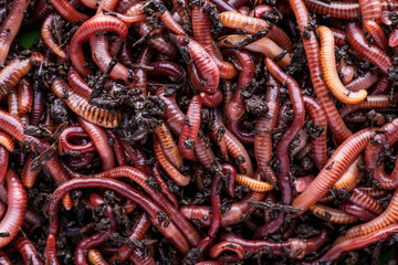 Many living earthworms for fishing in the soil, background