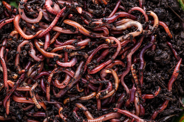 Many living earthworms for fishing in the soil, background