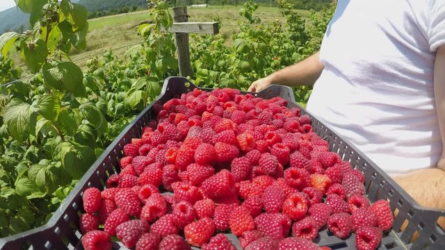 Footage of a farmer picking up raspberries and puts them into a crate