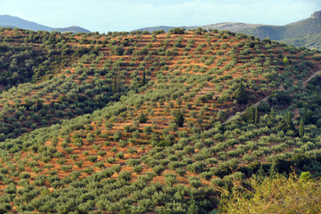 Hilly countryside with olive trees in Argolis, Peloponnese
