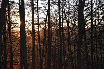Black and color silhouette of tree with some leaves on a sunset gold and yellow sky background