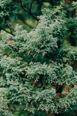 young green spruce branches with small cones, natural background
