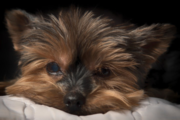 portrait of yorkshire terrier