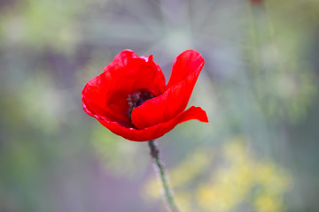 Beautiful red poppies or Papaver plant blooming in summer field