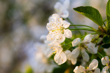 Background blooming beautiful white cherries in raindrops on a sunny day in early spring close up, soft focus