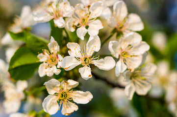 Obraz na płótnie Canvas Background blooming beautiful white cherries in raindrops on a sunny day in early spring close up, soft focus