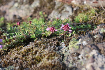 flowers in garden