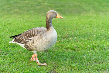 Wild grey goose walking in green grass, close up. Goose in cty park